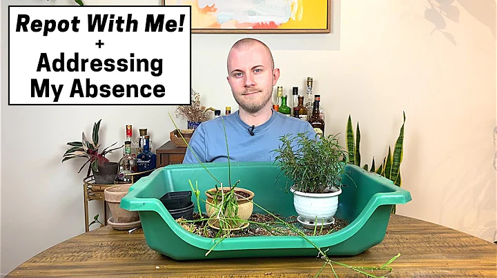 Why Have I Been So Quiet Lately? | Repot With Me!