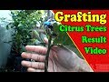 Grafting citrus fruit trees result 1  grafting examples