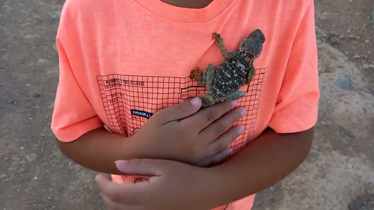 جواد الشجاع تبارك الله