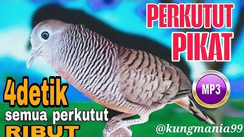 Pancingan perkutut ANTI GAGAL 100% Pasti NYAUT | perkutut, suara perkutut