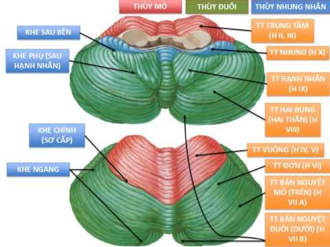 Video Giả phẫu Bài giảng, Thần kinh thân tiểu não - youtube