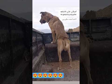 ماشاءالله       شلتنا  اهميه 