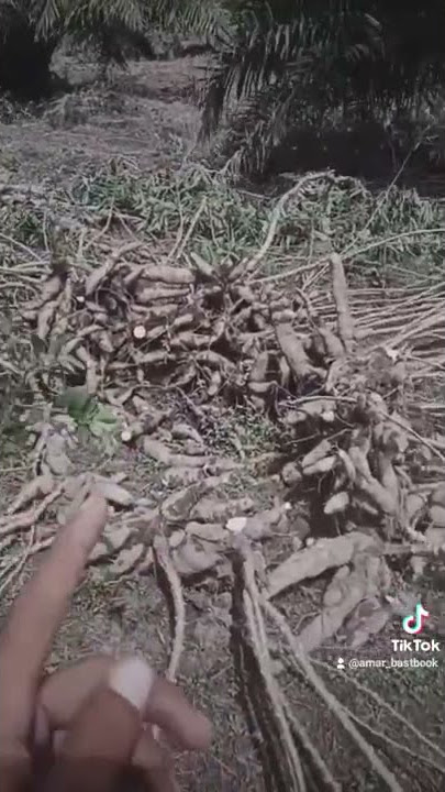 story wa|| kerja ko kuli||30 detik