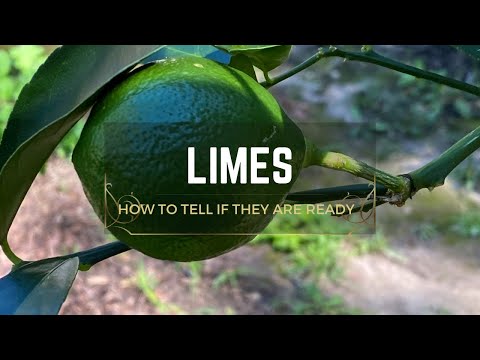 Video: Harvesting Limes – Lær hvordan og når du skal plukke en lime