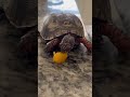 Boxy eating  her fav food! (Tomatoes) | #theepicanimalzoo #boxturtle #eating #notmukbang