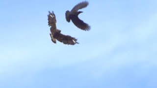 Rough-Legged Hawk Defends Nest from Ravens!