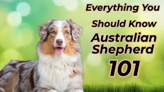 Australian Shepherd 101: Is It Right For You? by ANIMAL LYFE 329 views 6 months ago 2 minutes, 43 seconds