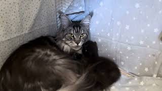 23.03.2024  Maine Coon Katerchen Prince  2 Wochen alt mit Mama Momichi