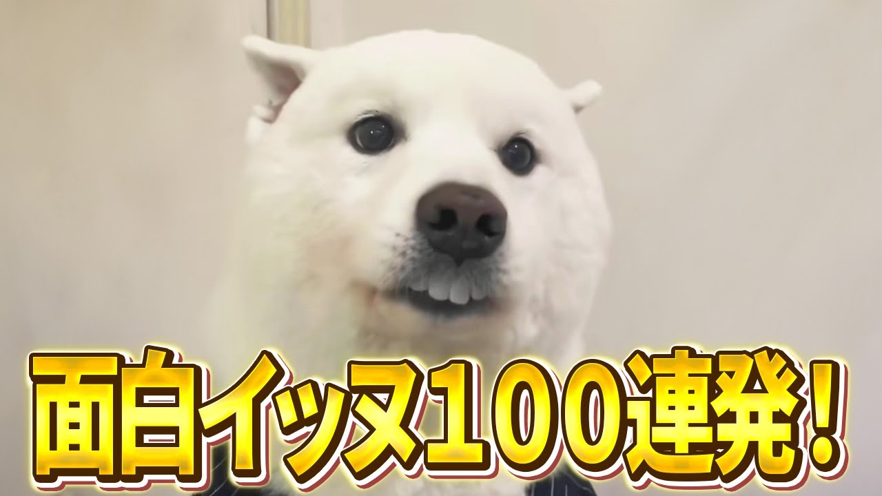 いっぬ 100 Hilarious Dog Videos in a Row!!] A collection of funny
