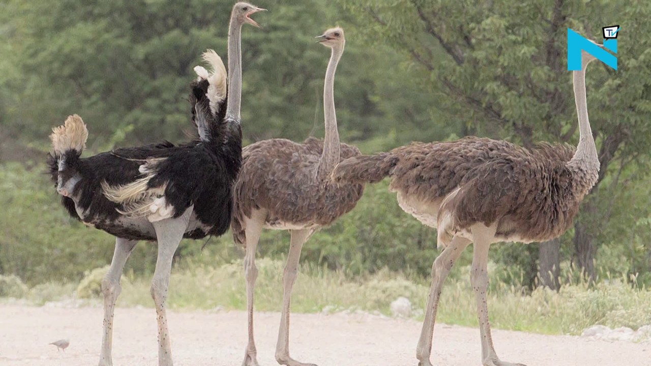 Ostriches inhabited India 25,000 years ago: Study