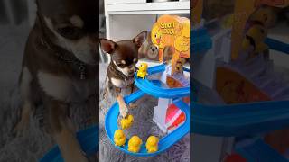 O BRINQUEDO DO PATO QUE ESCORREGA