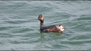 Mid-April Mix Incl. Woodlark Red-Breasted Merganser