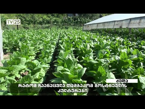 რატომ ჩაანაცვლა თამბაქომ ბოსტნეული კულტურები