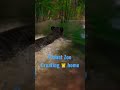 Bengal Tiger Exhibit #planetzoo #zoo #bengaltiger #gaming #planetzoogameplay #zootycoon2 #shorts