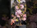 きた~!!️庭桜が満開! 八重咲きの花が株いっぱいに咲いてる♪うつむきピンクの花たち💕お花見の桜とは違う魅力たっぷり! #庭桜 #桜 #春 #ガーデニング #花 #おすすめ  #diary #福岡