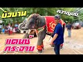 elephant Dance 💃 บัวบานเต้นกระจาย