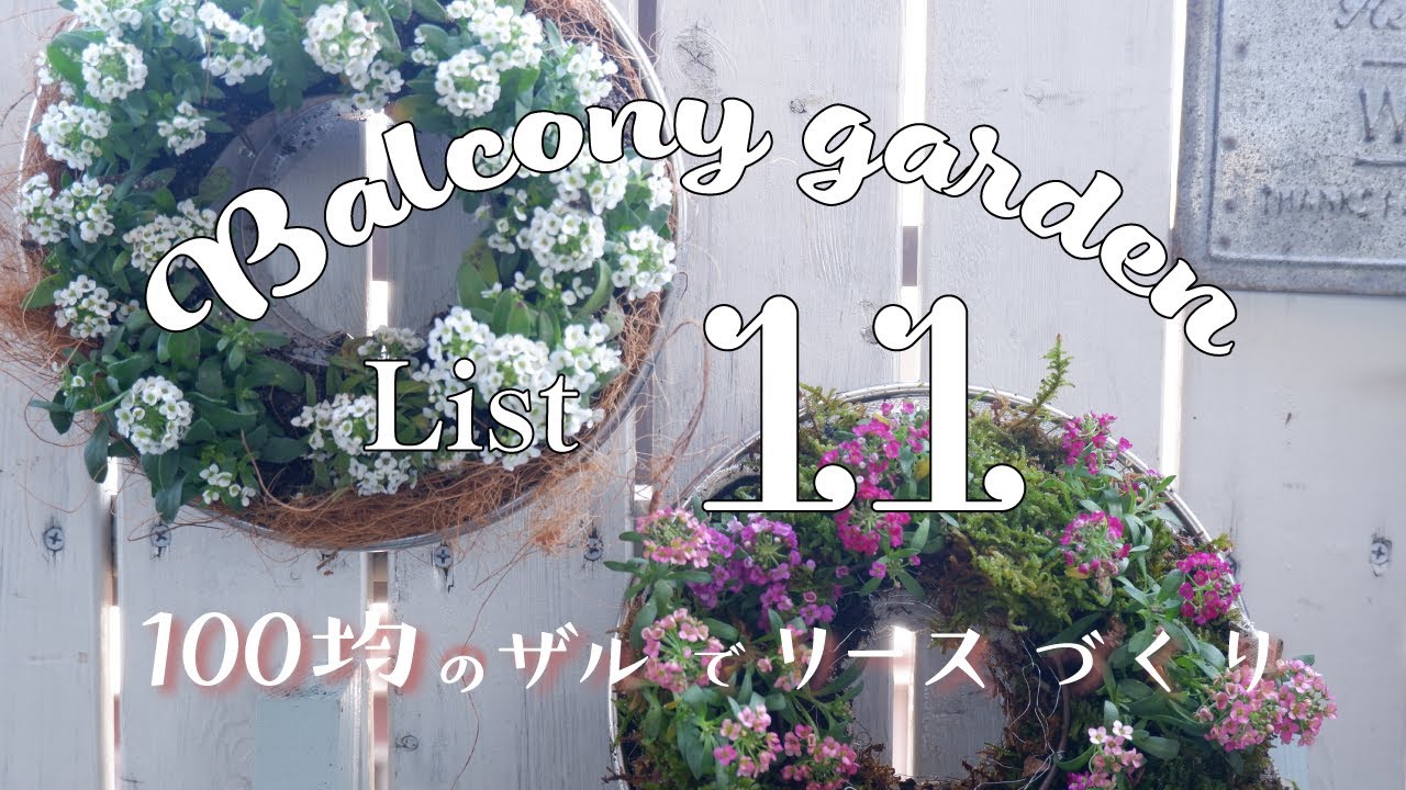 SUB【ガーデニング】DIY/100均のザルでアリッサムのリース作り/セリアのザルで可愛いリース/小さな庭/ナチュラルガーデン/gardening/balcony garden