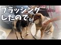 柴犬の換毛期がすごくて朝一からブラッシングが始まった結果・・・