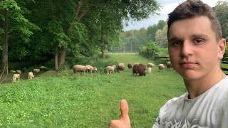 ФЕРМА посеред ЛІСУ???ЧИМ живляться ВІВЦІ⁉️🐑