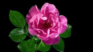 Time-lapse of opening red rose isolated on black background.Blooming red roses flower buds screenshot 5