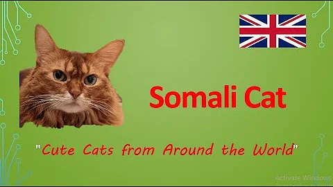 Video 3146631: somali cat breed, beautiful cat breeds, cute cat
