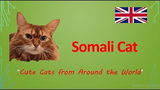 #Somali Cat 'Cute Cats from Around the World'