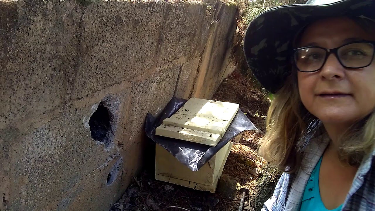 Resgate de abelha Jataí no muro de broco.