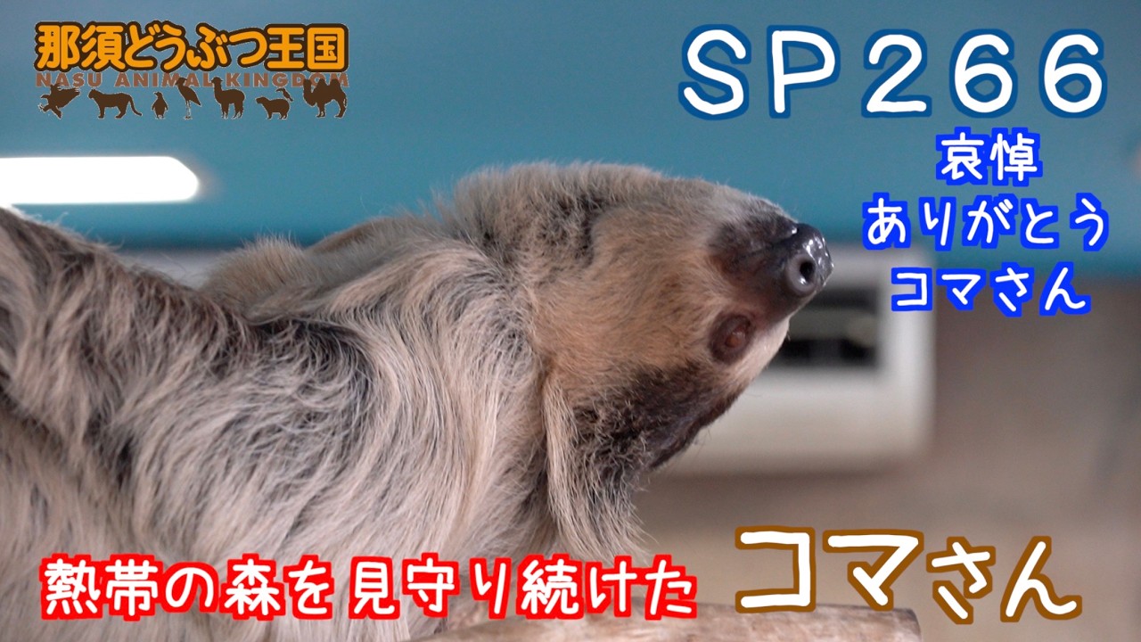 追悼】SP266 熱帯の森を見守り続けたナマケモノ（コマさん）（再