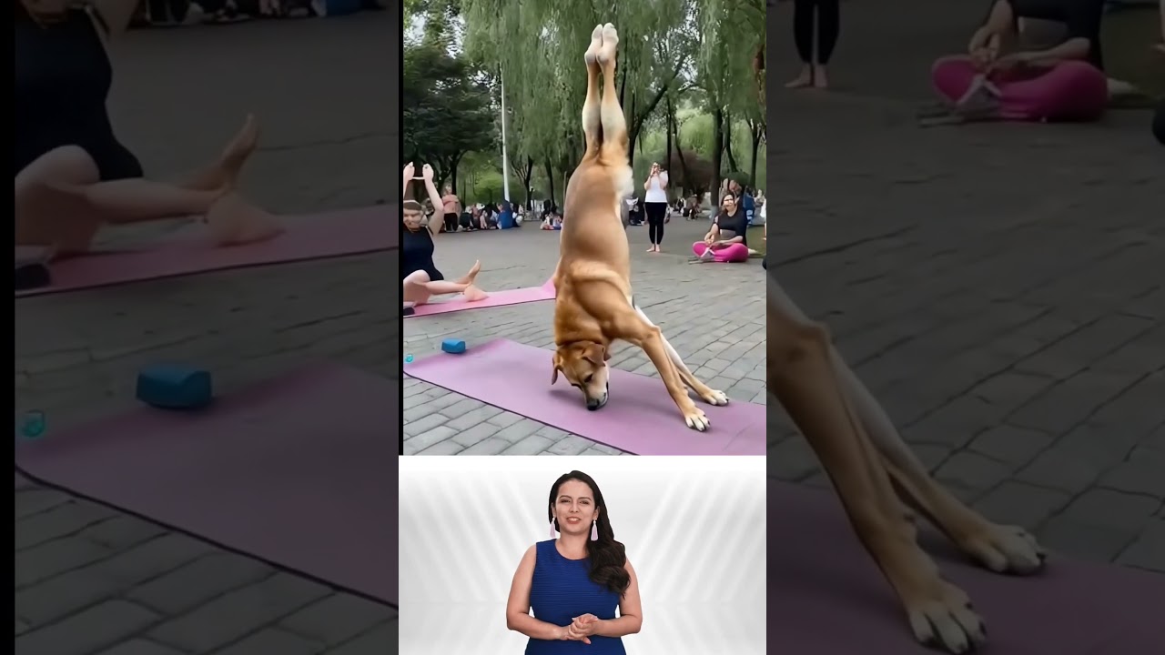 என்னோட பெட் பட்டுவ உங்களுக்கு பிடிச்சா கண்டிப்பா லைக் போடுங்க 