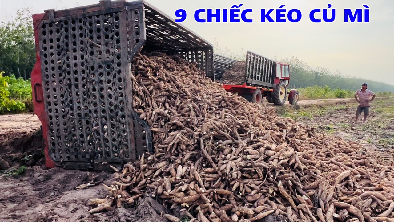 Tập đoàn máy cày chở củ mì gặp cây mưa tối qua và cái kết anh em quá vất vả