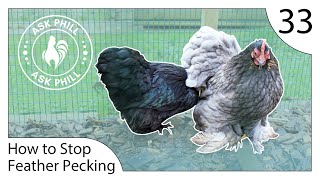 How to STOP Feather Pecking in Chickens  Ask Phill 33