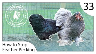 How to STOP Feather Pecking in Chickens - Ask Phill 33