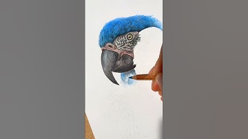 realistic parrot drawing tutorial #art #viral #ytshorts #shortsfeed #trending #shorts #short