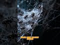 It Literally Rains Spiders #CrazyFacts#SpiderRain#Brazil#NatureFacts#Unbelievable#WeirdNature#Shorts