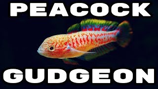 Peacock Gudgeon - The Perfect Nano Fish