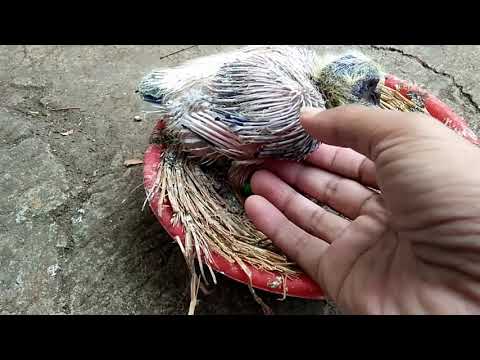 UPDATE PIYIK MERPATI RAMBON - CROSSBREEDING CHICKS UPDATE - YouTube