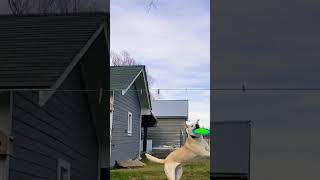 Frisbee dog in slow motion 😍 #dog #explore #shorts #youtube #foryou #slowmotion #viral #cool #cute Frisbee dog in slow motion 😍 #dog #explore #shorts #youtube #foryou #slowmotion #viral #cool #cute