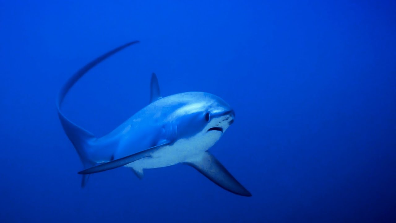 Malapascua thresher sharks Diving Philippines YouTube