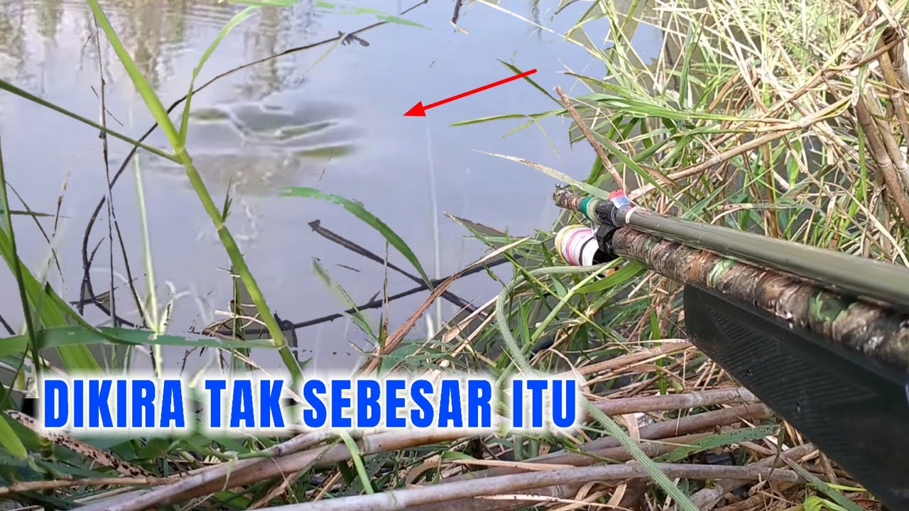 Tarikannya bikin senar kretek-kretek - paser ikan uklik