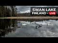 🔴 LIVE: Swan Lake Finland 🦢
