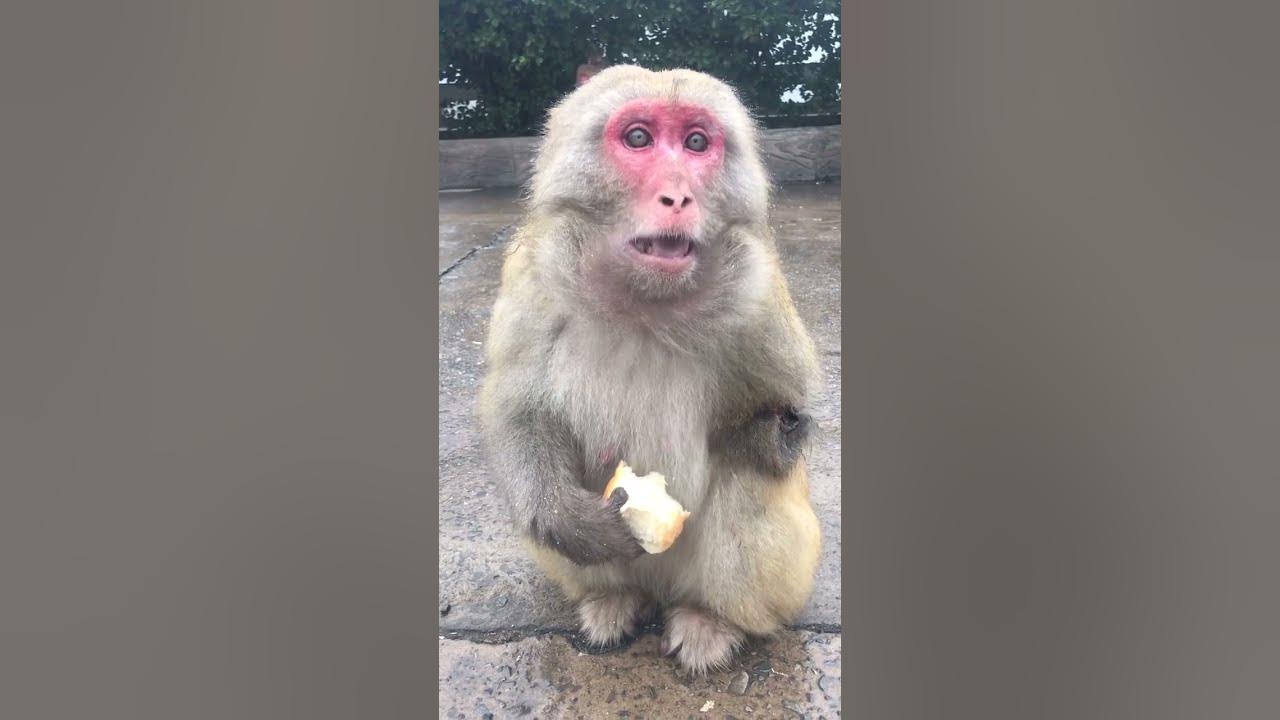 Baby Monkey lyly , Adorable Petty Monkeys, Funny monkey KaKo, Monkey