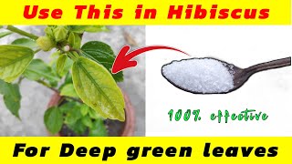 Hibiscus faded leaves problem/ how to make hibiscus leaves green/ hibiscus yellow leaves
