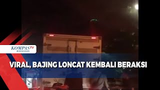 Viral, Bajing Loncat Kembali Beraksi