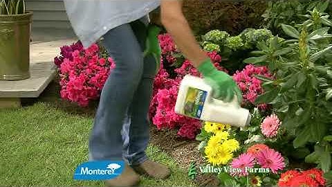 MONTEREY SLUGGO 39 3019 VVF