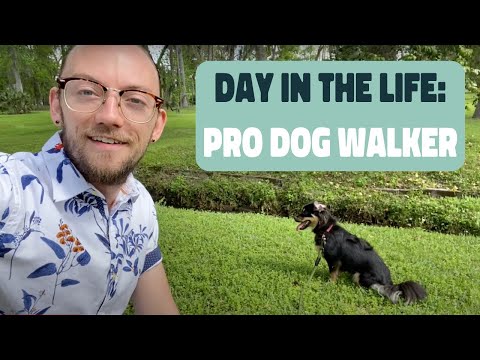 Video: Cara Menjadi Penjaga Haiwan Peliharaan / Dog Walker Profesional