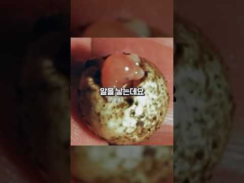 <strong>존재</strong> 자체가 말이 안되는 동물