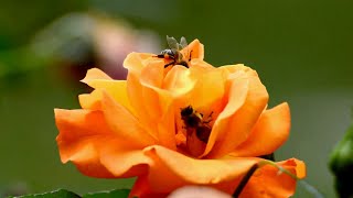 Beautiful Nature | 3 Minute Timer with Music | Dino Cave Studio Wealth