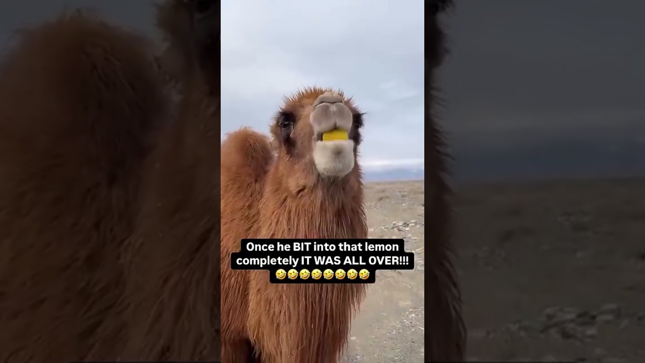 Camel crazy reaction after eating a lemon 🤣
