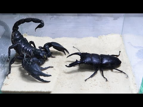 Black Titan Bug and Emperor Scorpion - King of Insects