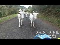 【春が来た!ヤギが来た🐐のんびりした佐賀の田舎でこんなことやってます(笑)】 #Shorts